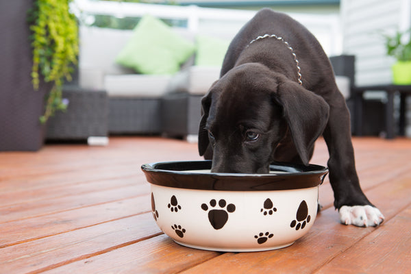 The Importance Nutrition Plays in Your Dog's Wellbeing