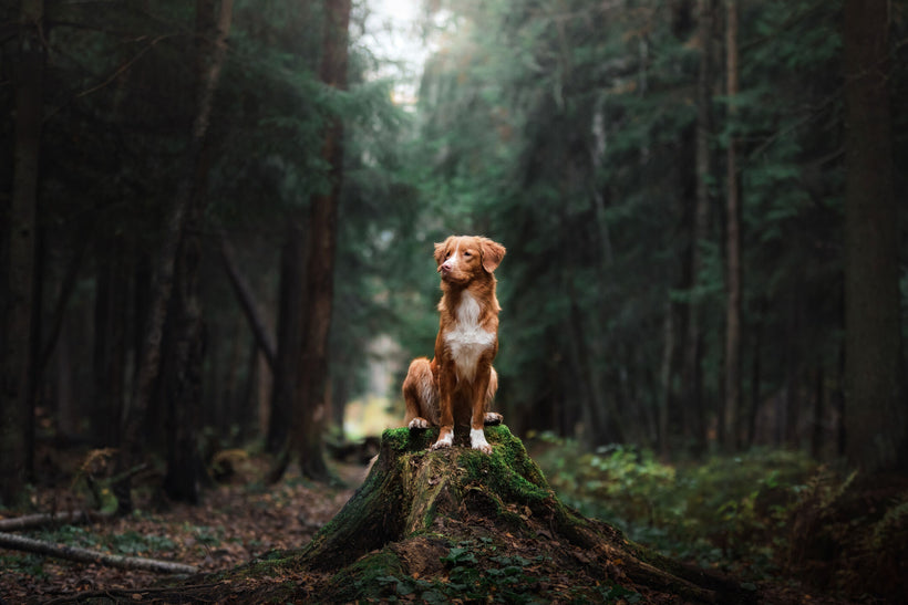 5 Simple Steps to Calm an Anxious Dog at Home: A Dog Owner's Checklist