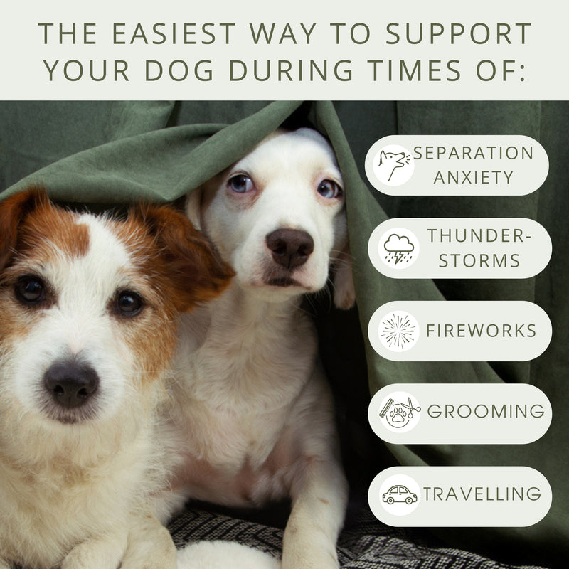 Dog Grooming Boarding Dog With Separation Anxiety Separation